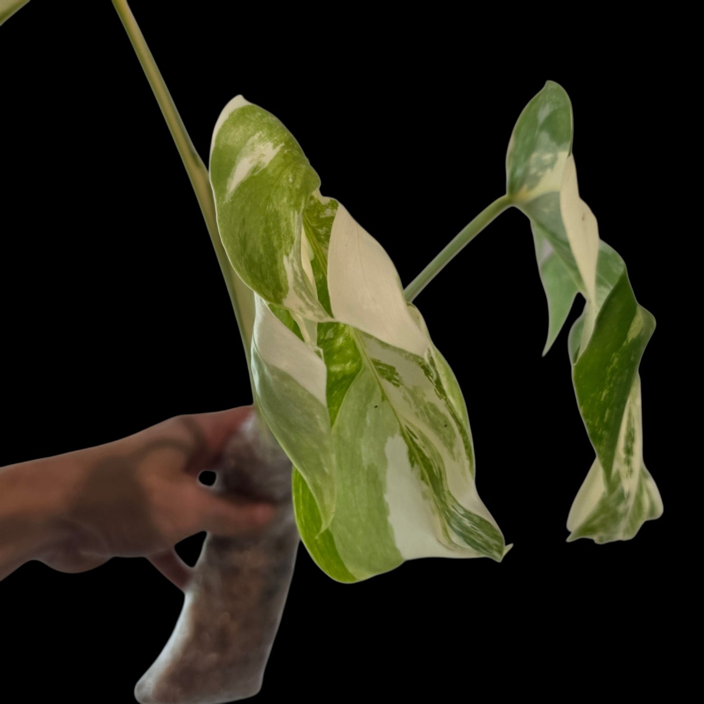 Professor Monstera Plants 3 Leaf Monstera Albo White Tiger Tip Genetics Cutting #2