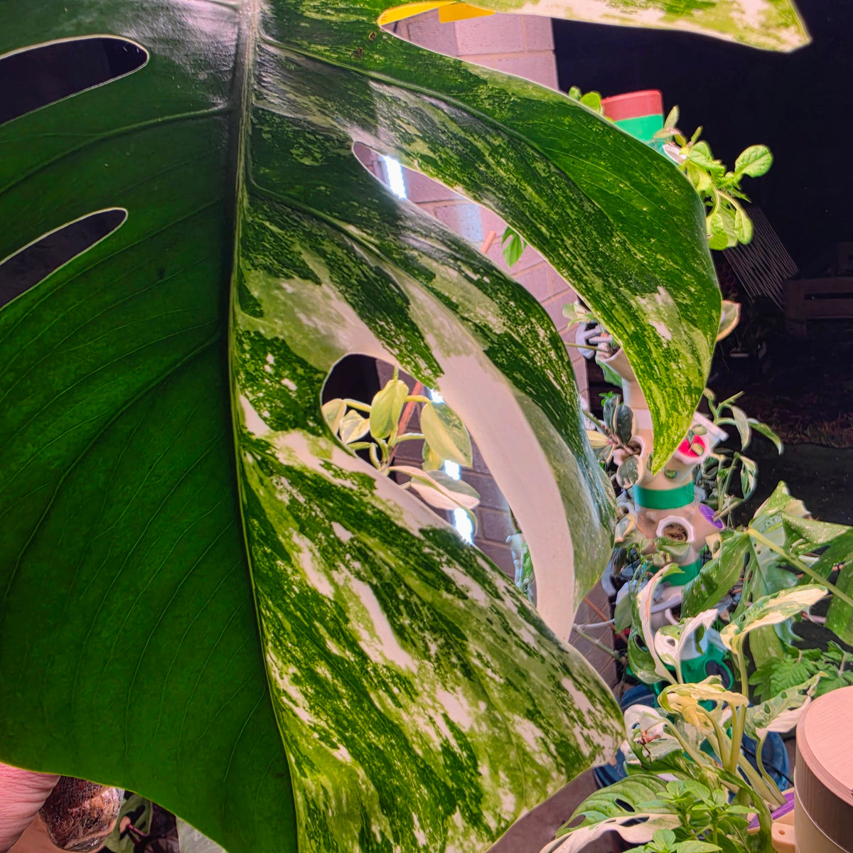 White Monster Monstera Albo Cutting #8