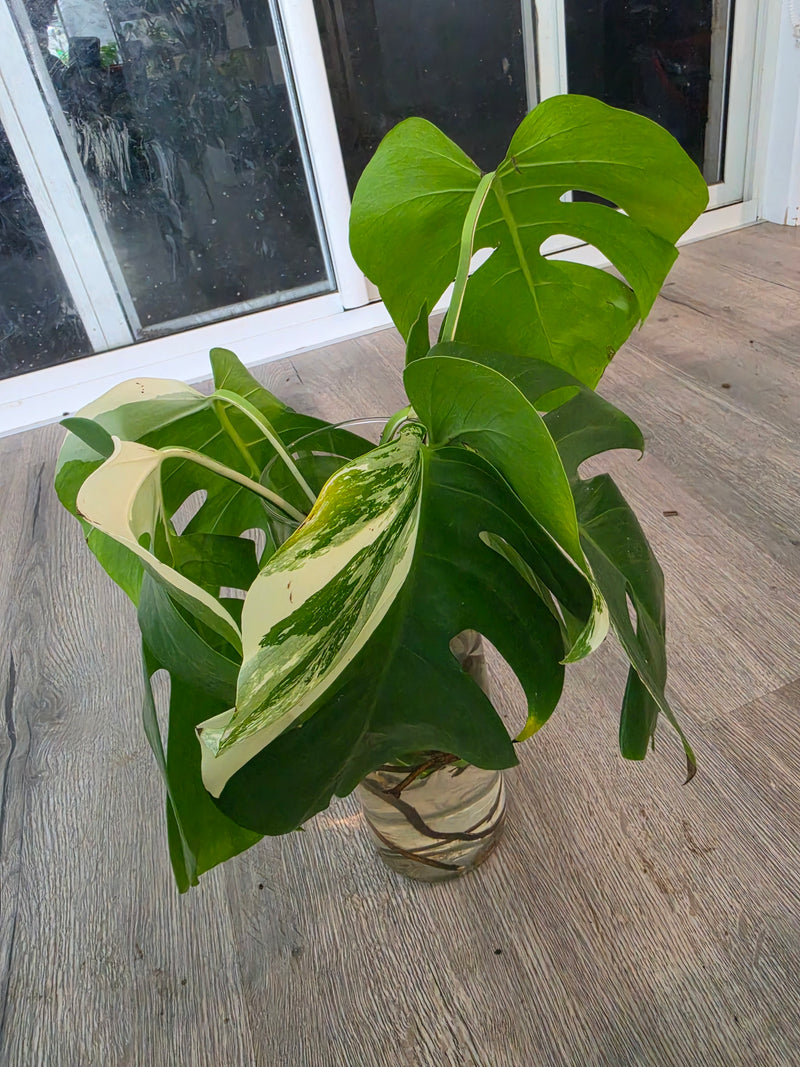 Pack of 6 Albo cuttings