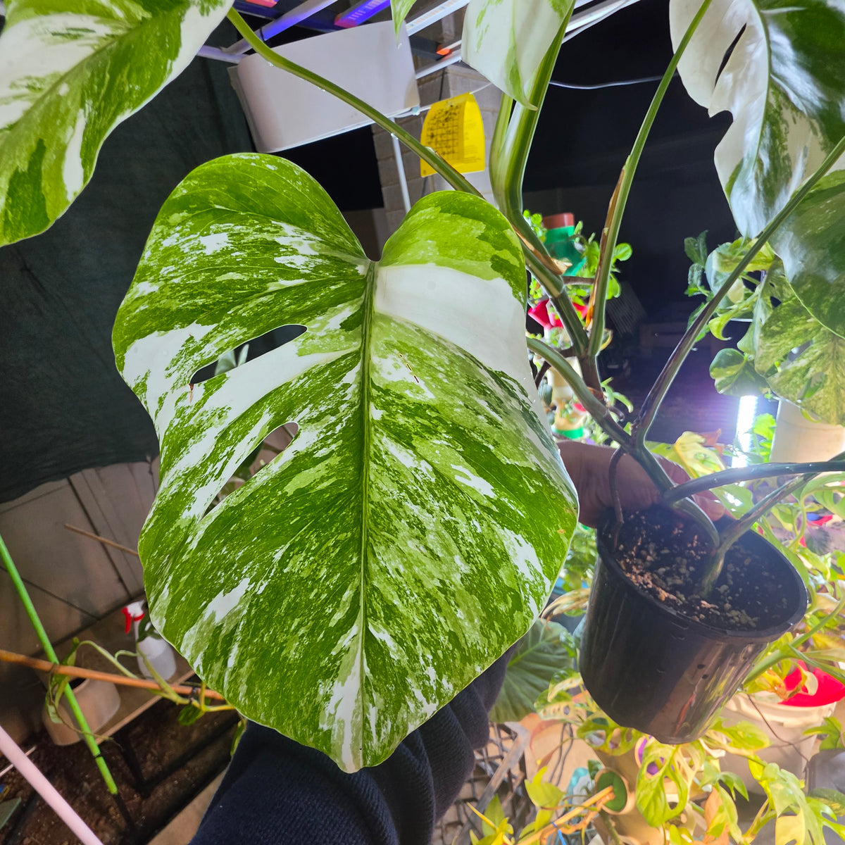 White Tiger PMM Monstera Albo Plant includes shipping!