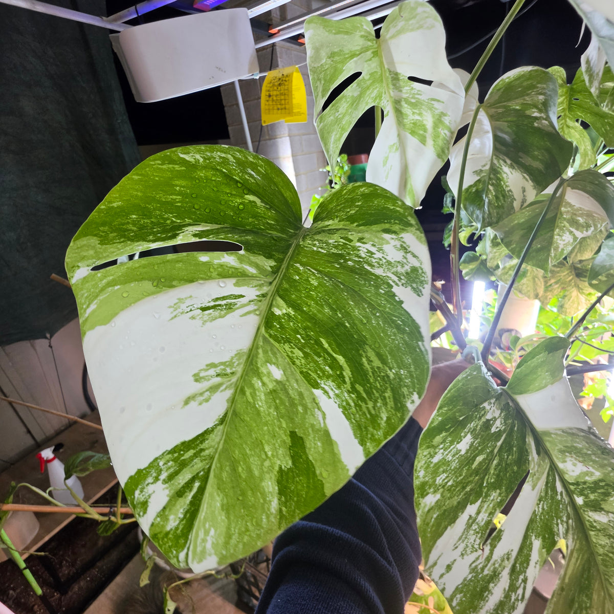White Tiger PMM Monstera Albo Plant includes shipping!