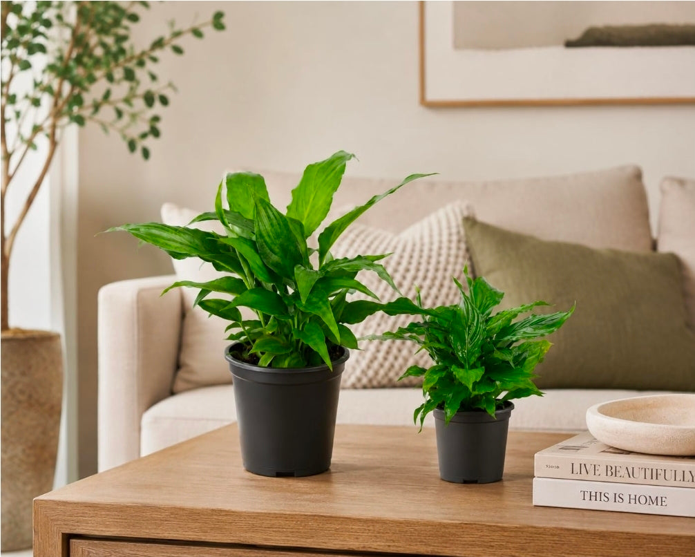 Spathiphyllum Peace Lily – Everyday Range