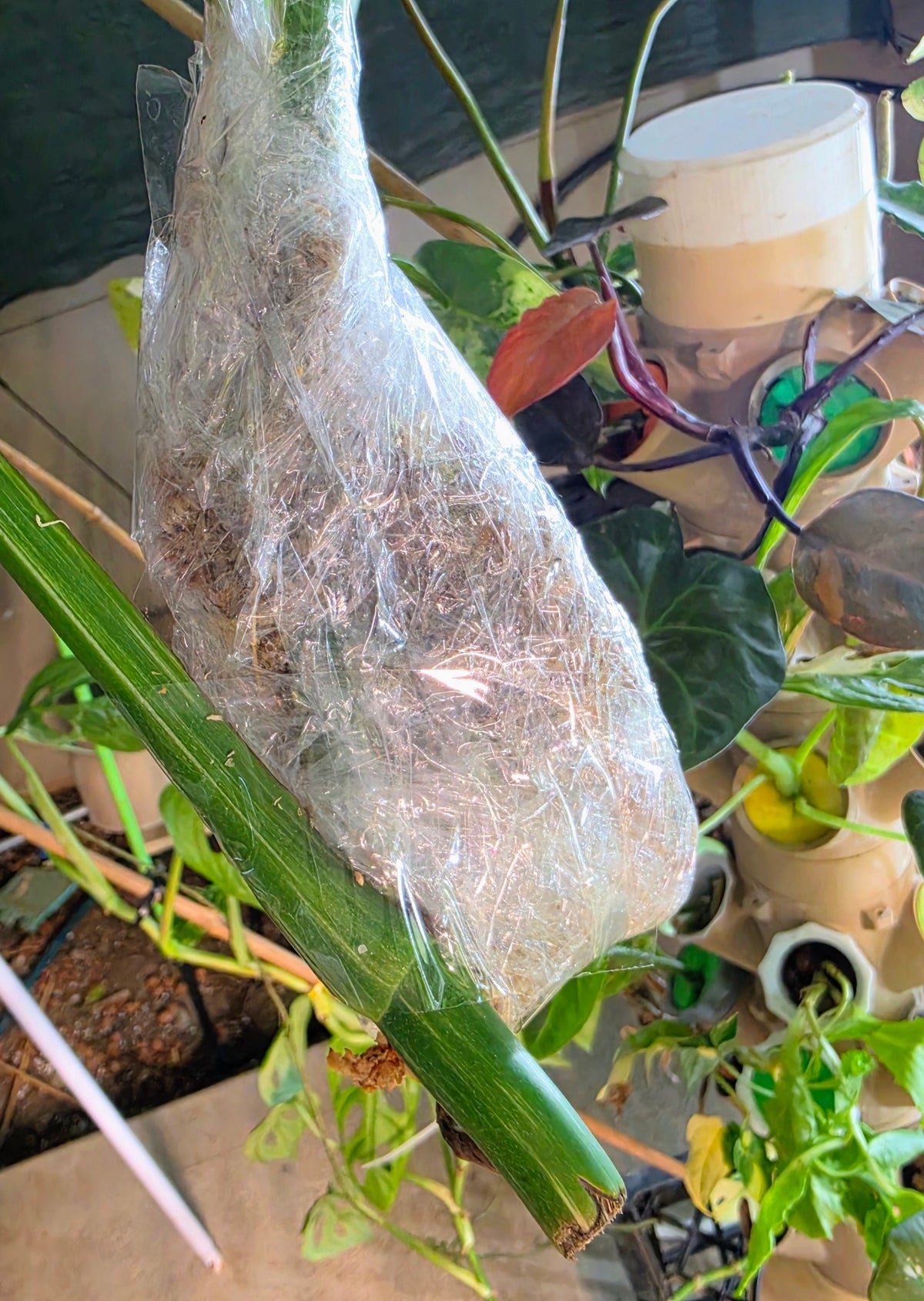 3 Leaf Monstera Albo Cutting with roots already growing!