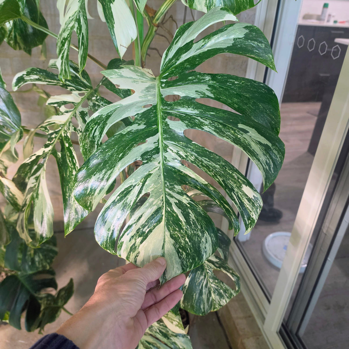 White Tiger PMM Monstera Albo Plant includes shipping!