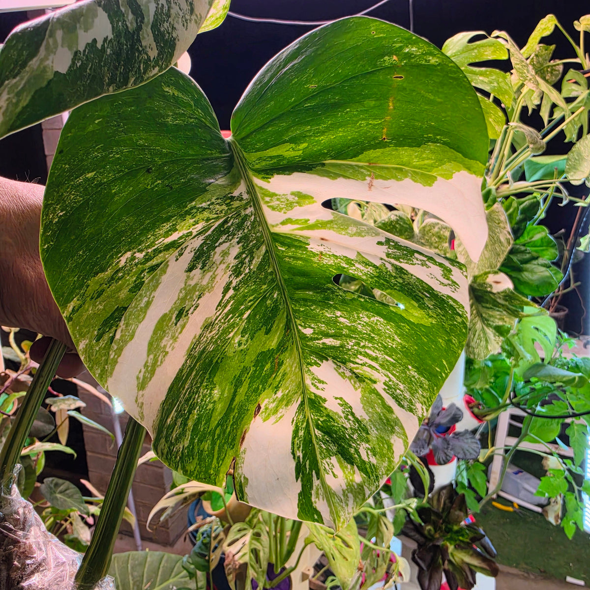 White Tiger Monstera Albo Cutting #9