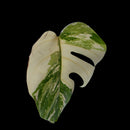 Professor Monstera Plants Monstera Albo White Tiger Genetics Single Leaf Cuttings