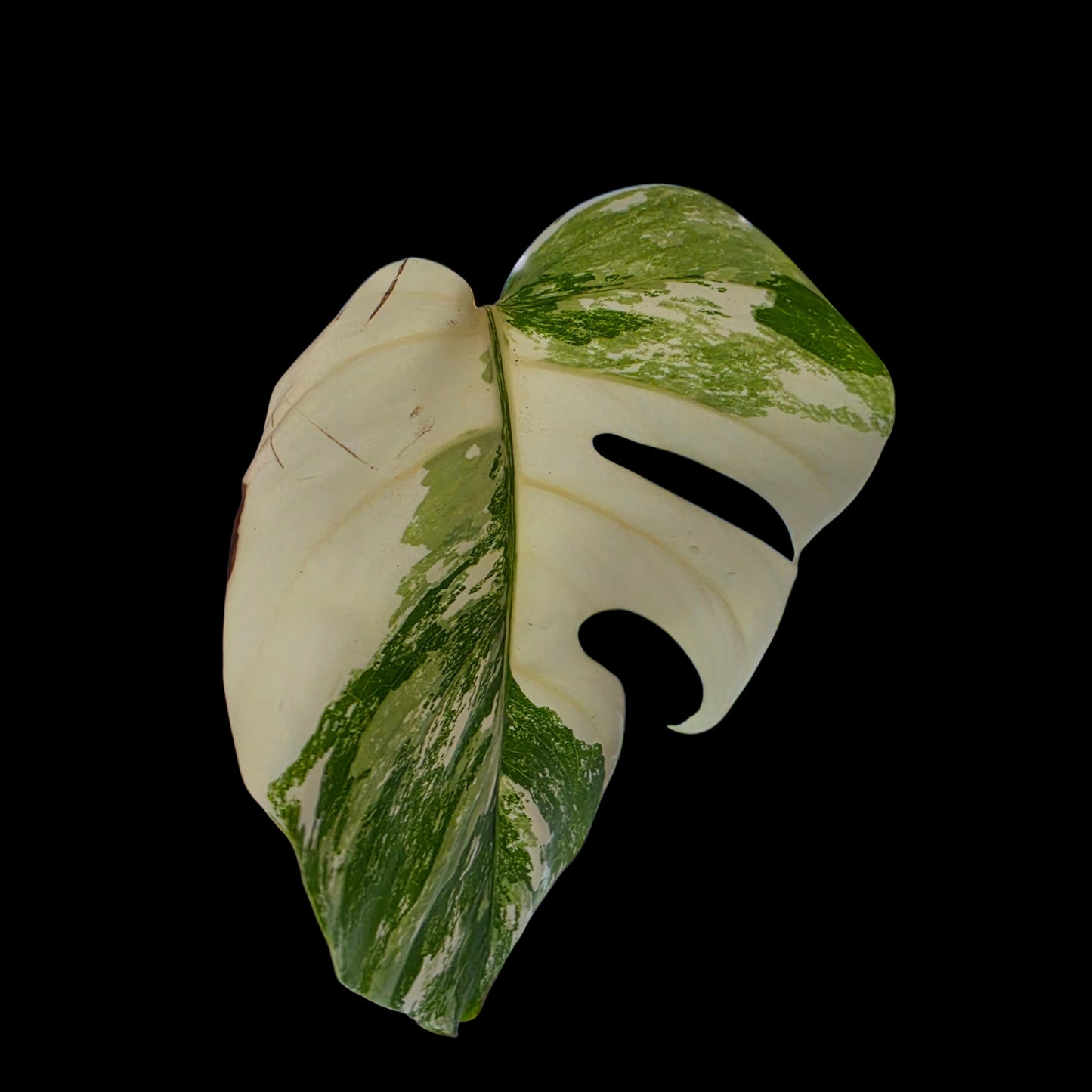 Professor Monstera Plants Monstera Albo White Tiger Genetics Single Leaf Cuttings