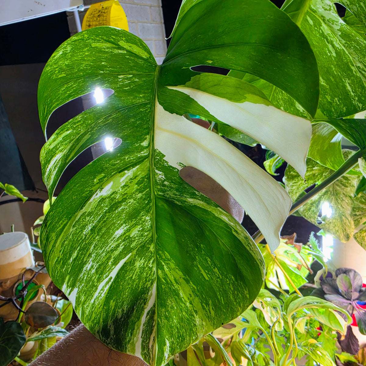 3 Leaf Monstera Albo Cutting with roots already growing!