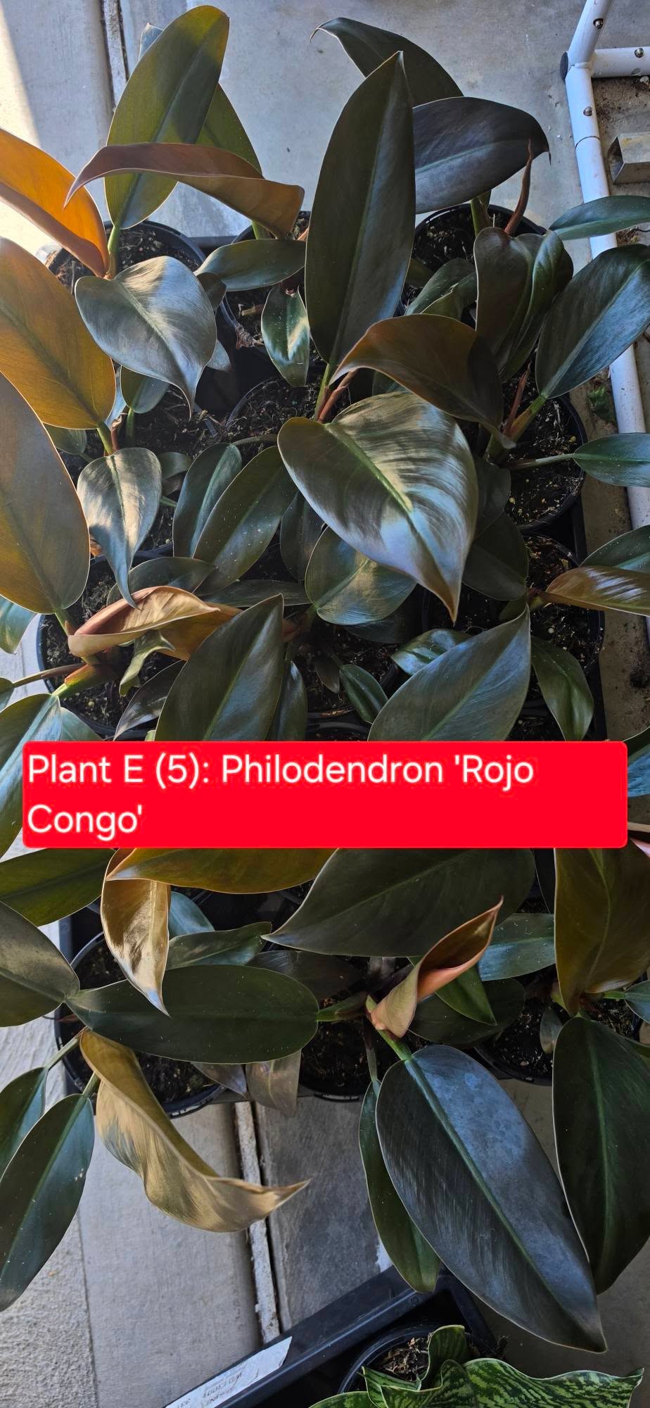 Philodendron Rojo Congo  Everyday Range (120mm)