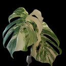 Professor Monstera Plants 3 Leaf Monstera Albo White Tiger Tip Genetics Cutting #2