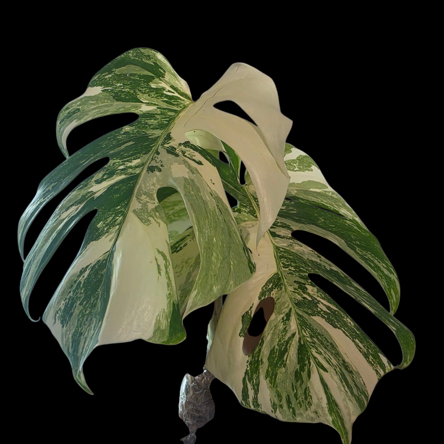 Professor Monstera Plants 3 Leaf Monstera Albo White Tiger Tip Genetics Cutting #2