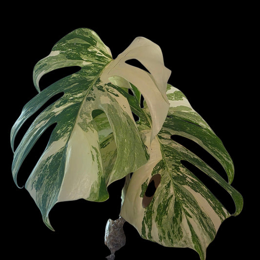 Professor Monstera Plants 3 Leaf Monstera Albo White Tiger Tip Genetics Cutting #2