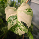 Top shelf Albo cuttings + pm prop kit