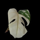 Professor Monstera Plants 3 Leaf Monstera Albo White Tiger Tip Genetics Cutting #3