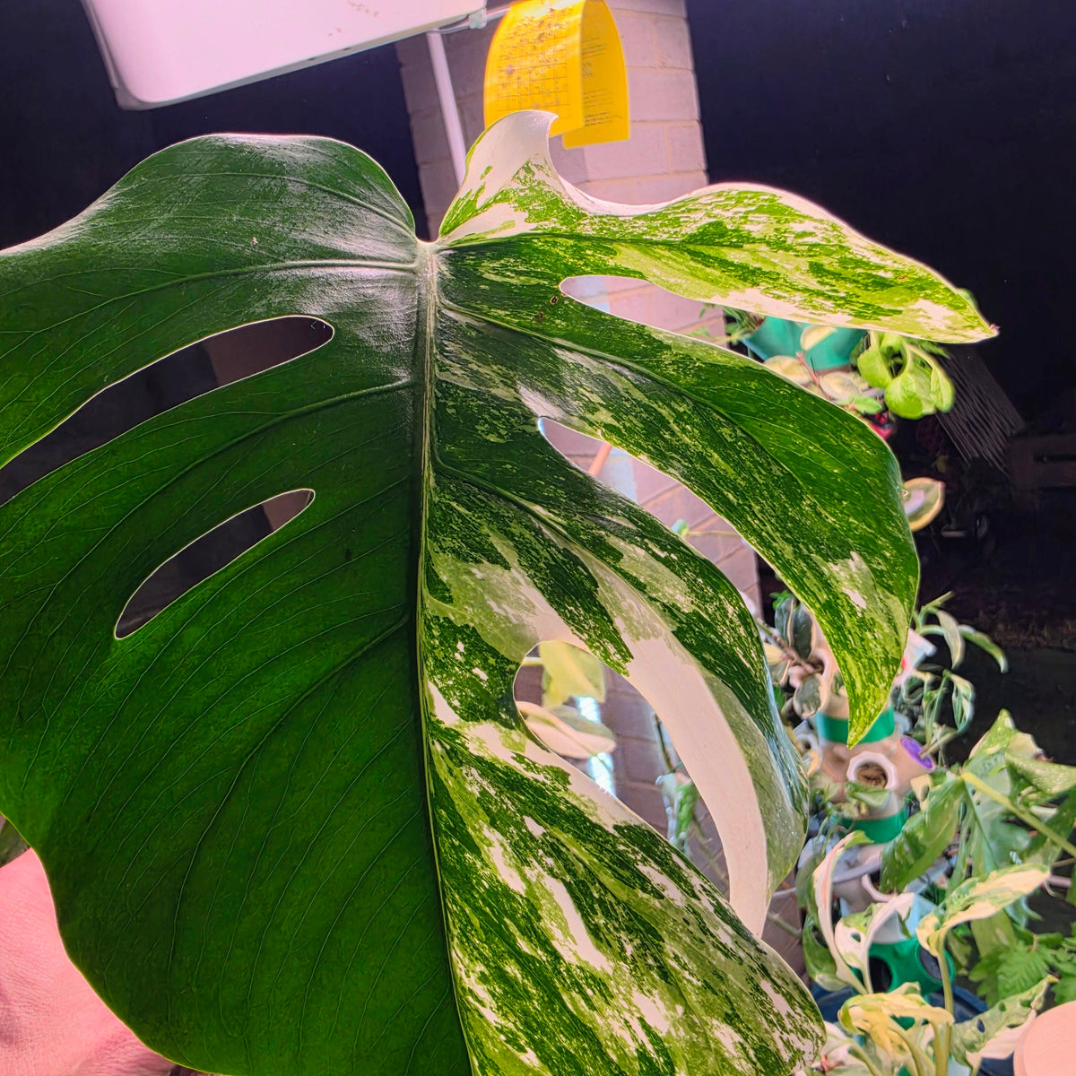 White Monster Monstera Albo Cutting #8