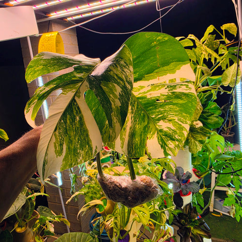 White Tiger Monstera Albo Cutting #9