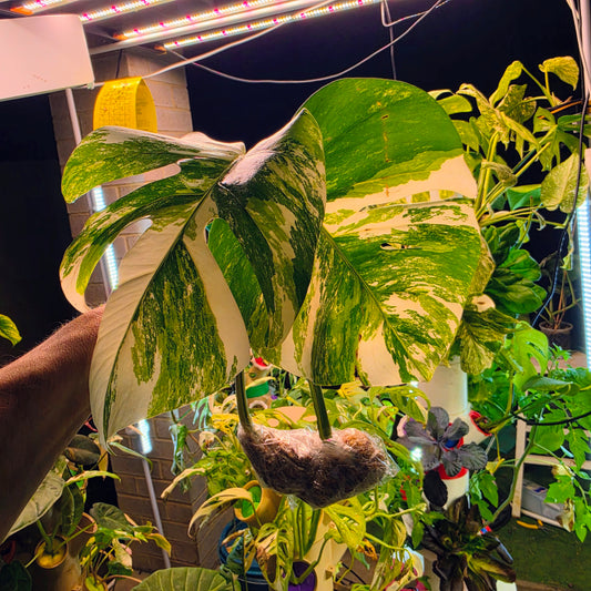 White Tiger Monstera Albo Cutting #9