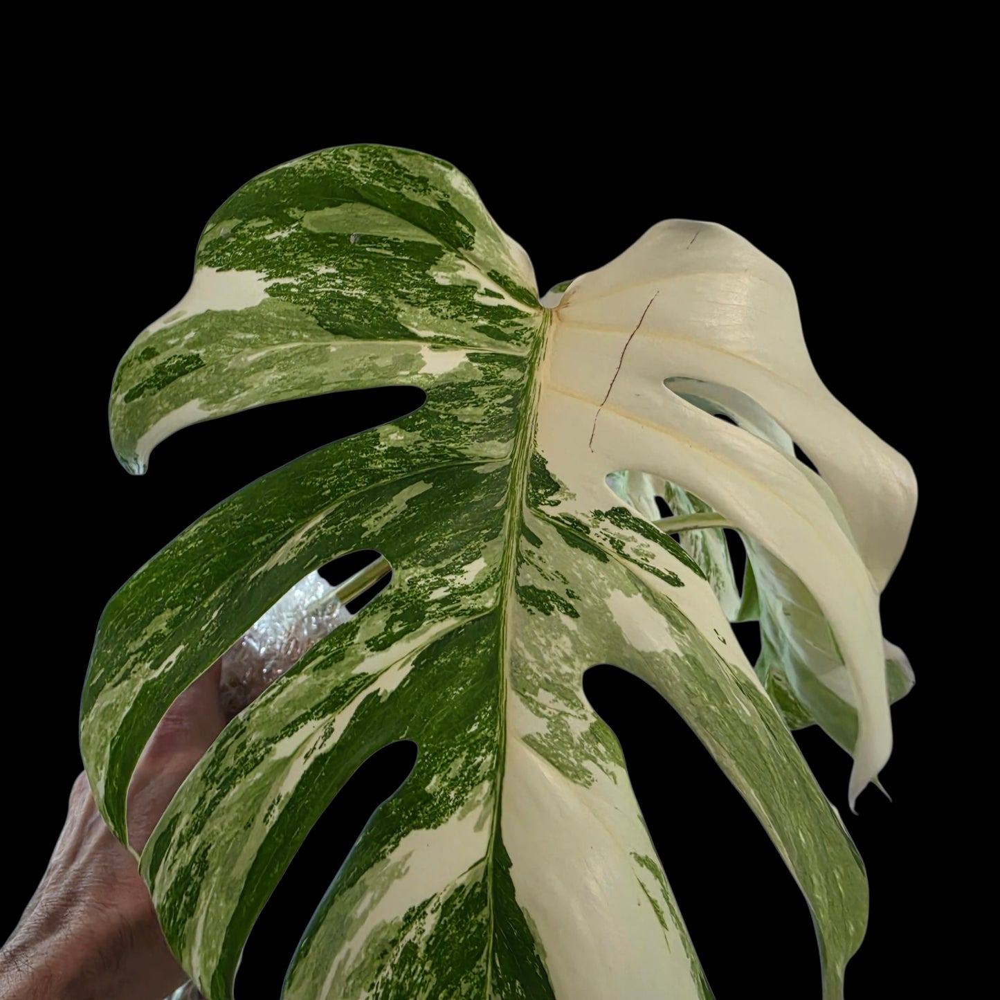 Professor Monstera Plants 3 Leaf Monstera Albo White Tiger Tip Genetics Cutting #2