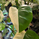 Top shelf Albo cuttings + pm prop kit