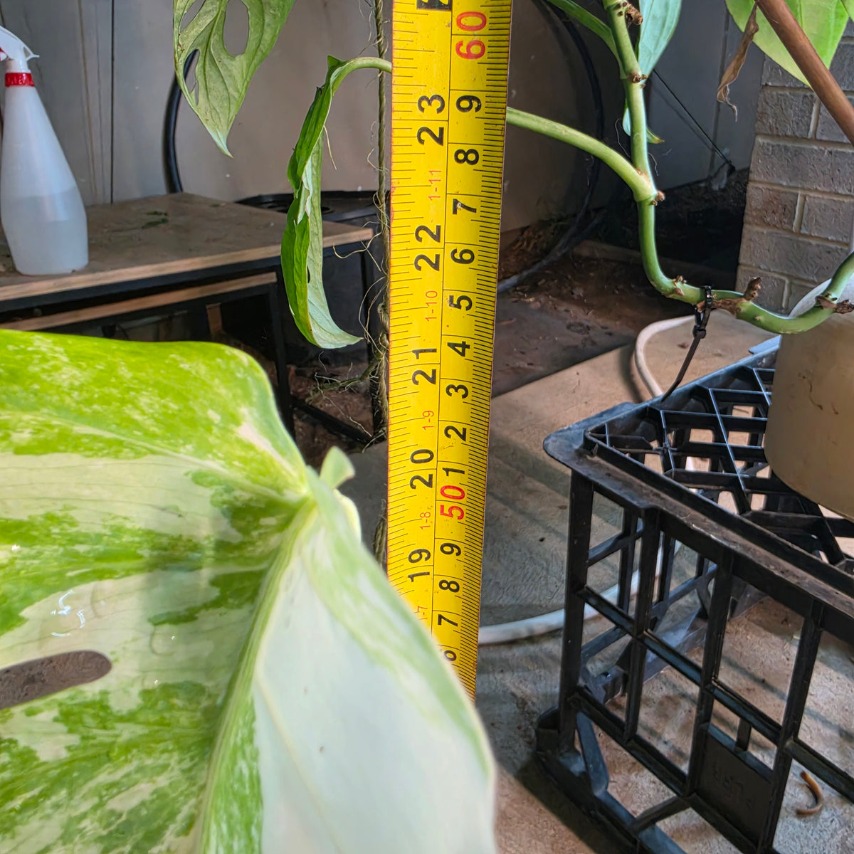 White Tiger PMM Monstera Albo Plant includes shipping!