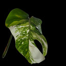 Professor Monstera Plants Monstera Albo White Tiger Genetics Single Leaf Cuttings