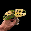 Plant Purge & Save