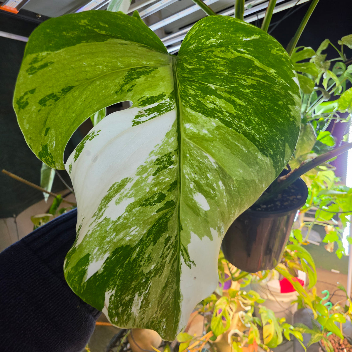 White Tiger PMM Monstera Albo Plant includes shipping!