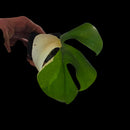 Professor Monstera Plants Rhaphidora Tetrasperma