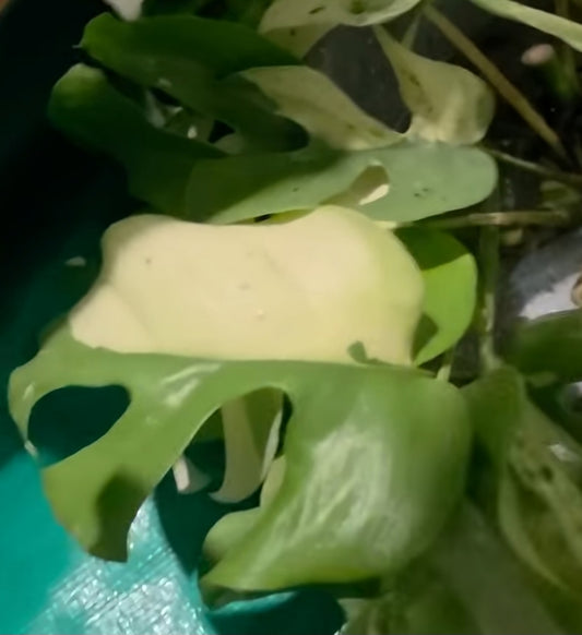 Cuttings pack