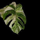 Professor Monstera Plants 3 Leaf Monstera Albo White Tiger Tip Genetics Cutting #2