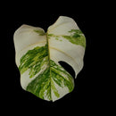 Professor Monstera Plants Monstera Albo White Tiger Genetics Single Leaf Cuttings