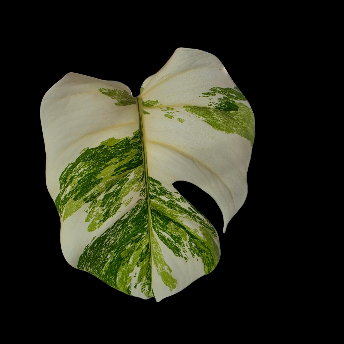 Professor Monstera Plants Monstera Albo White Tiger Genetics Single Leaf Cuttings