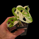 Plant Purge & Save