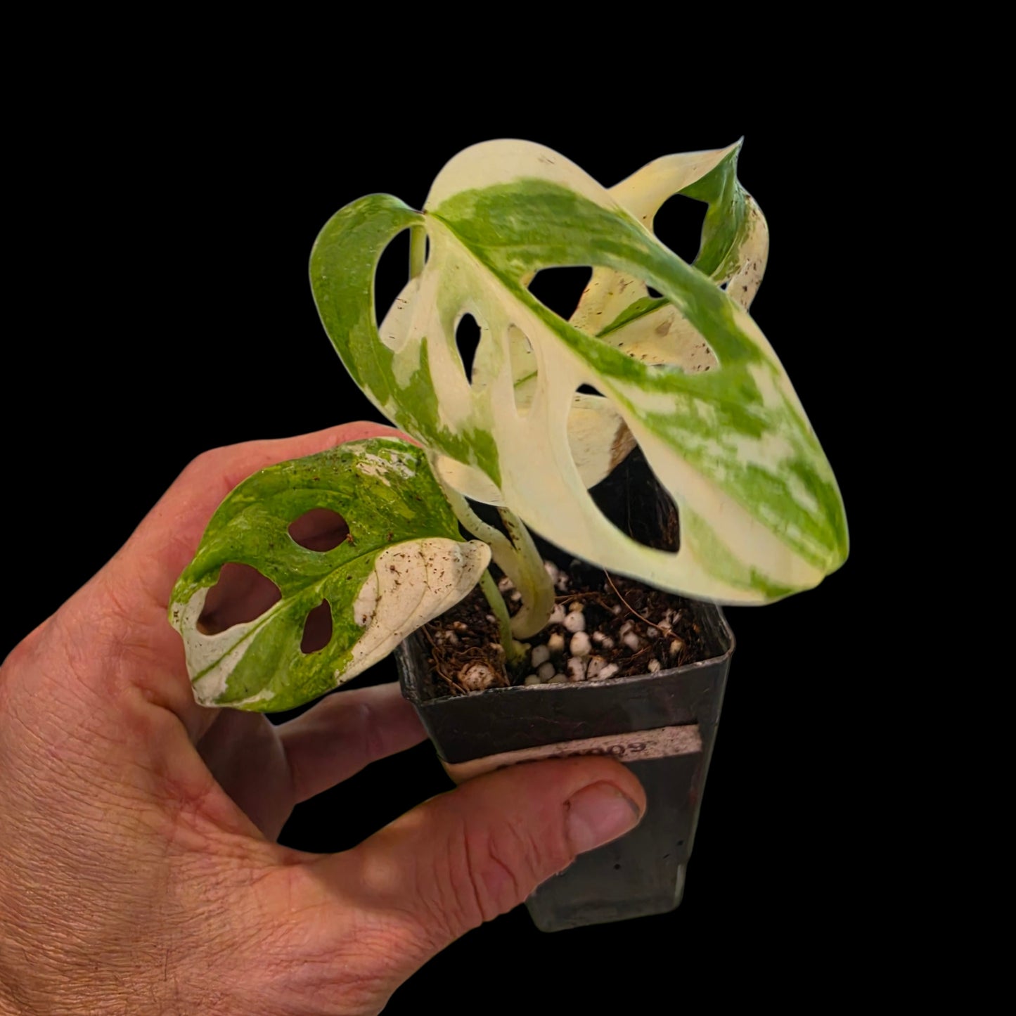 Plant Purge & Save