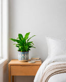 Spathiphyllum Peace Lily – Everyday Range