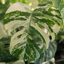 Top shelf Albo cuttings + pm prop kit