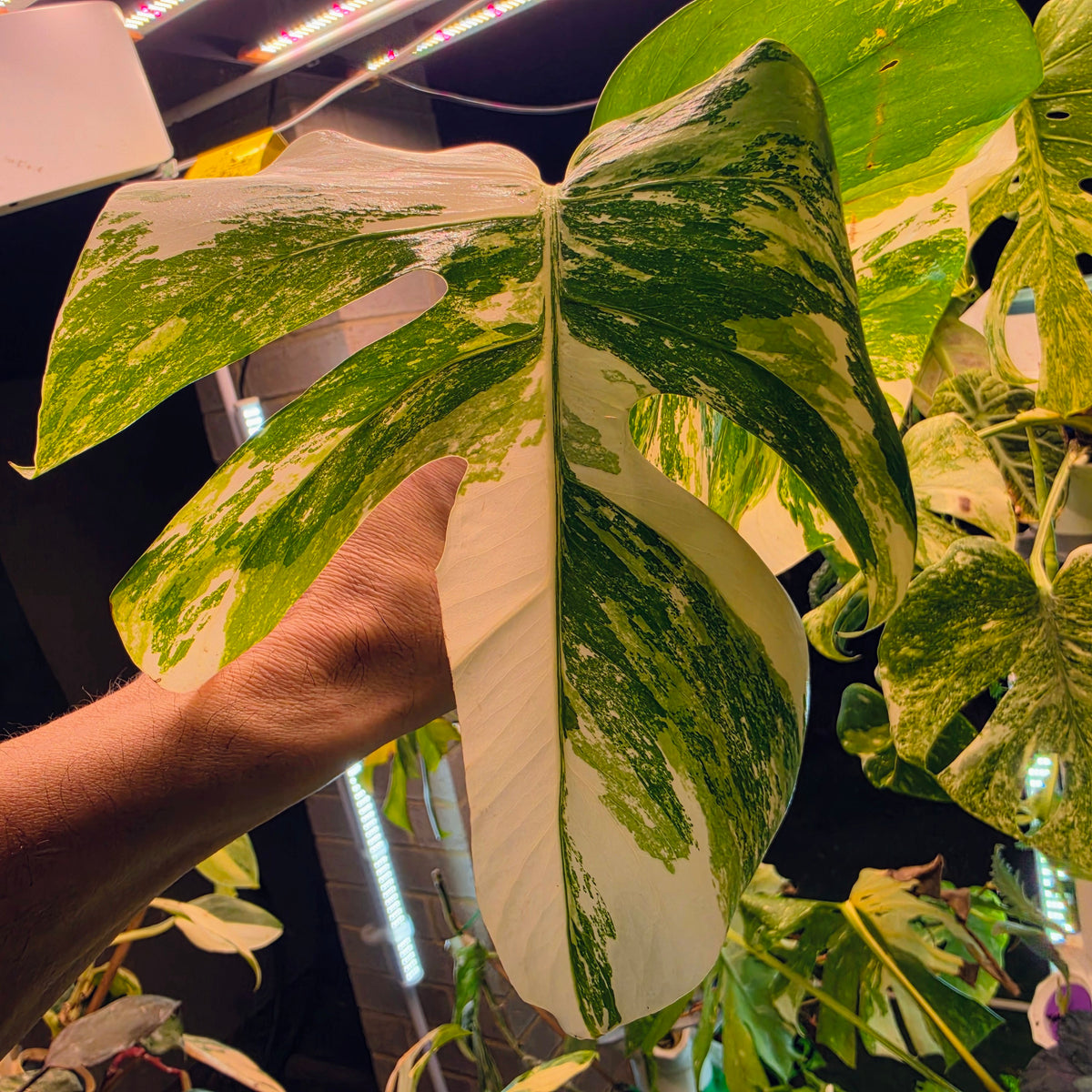White Tiger Monstera Albo Cutting #9