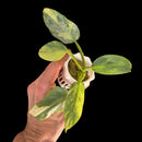 Plant Purge & Save