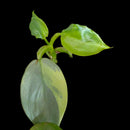 Plant Purge & Save