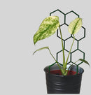 Extra Tall Extendable Trellis — Modular Honeycomb Plant Support
