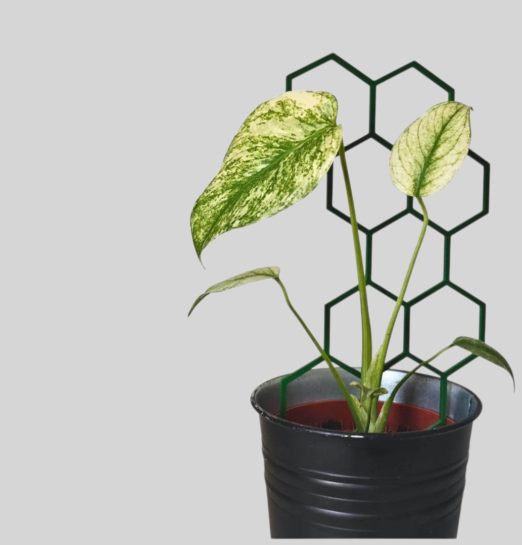 Extra Tall Extendable Trellis — Modular Honeycomb Plant Support