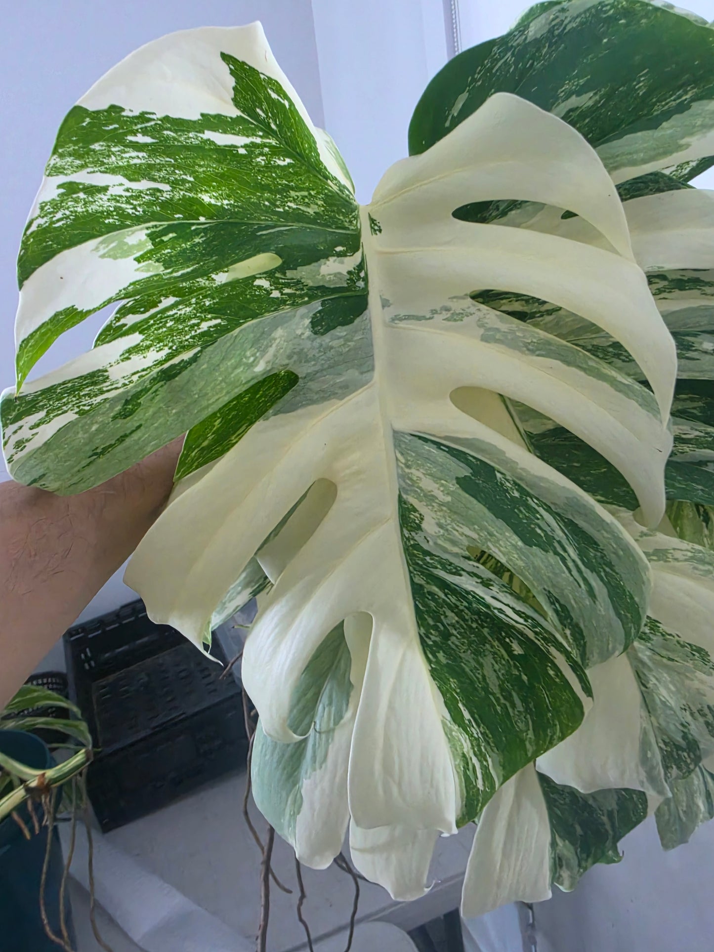 Large leaf White Tiger Tricolour cutting A
