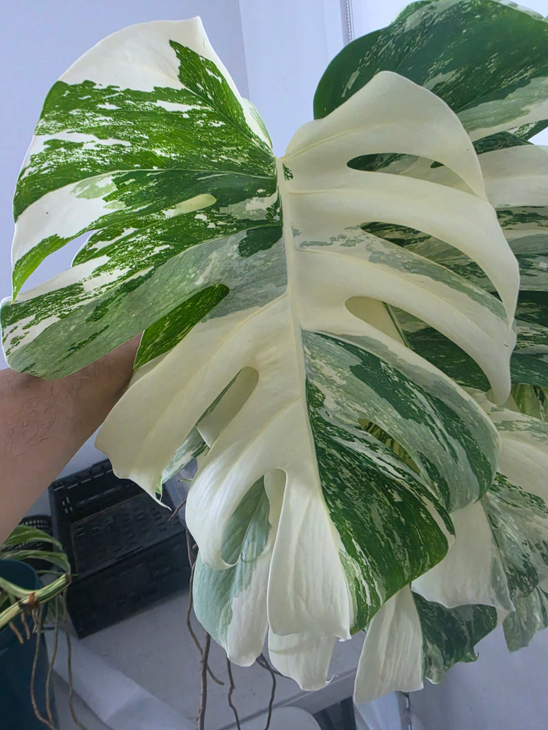 Large leaf White Tiger Tricolour cutting A