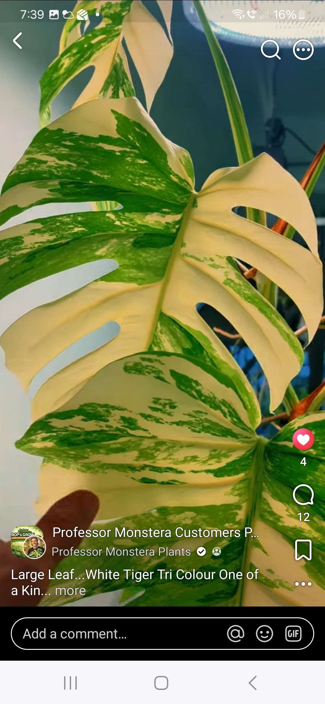 Large leaf White Tiger Tricolour cutting A