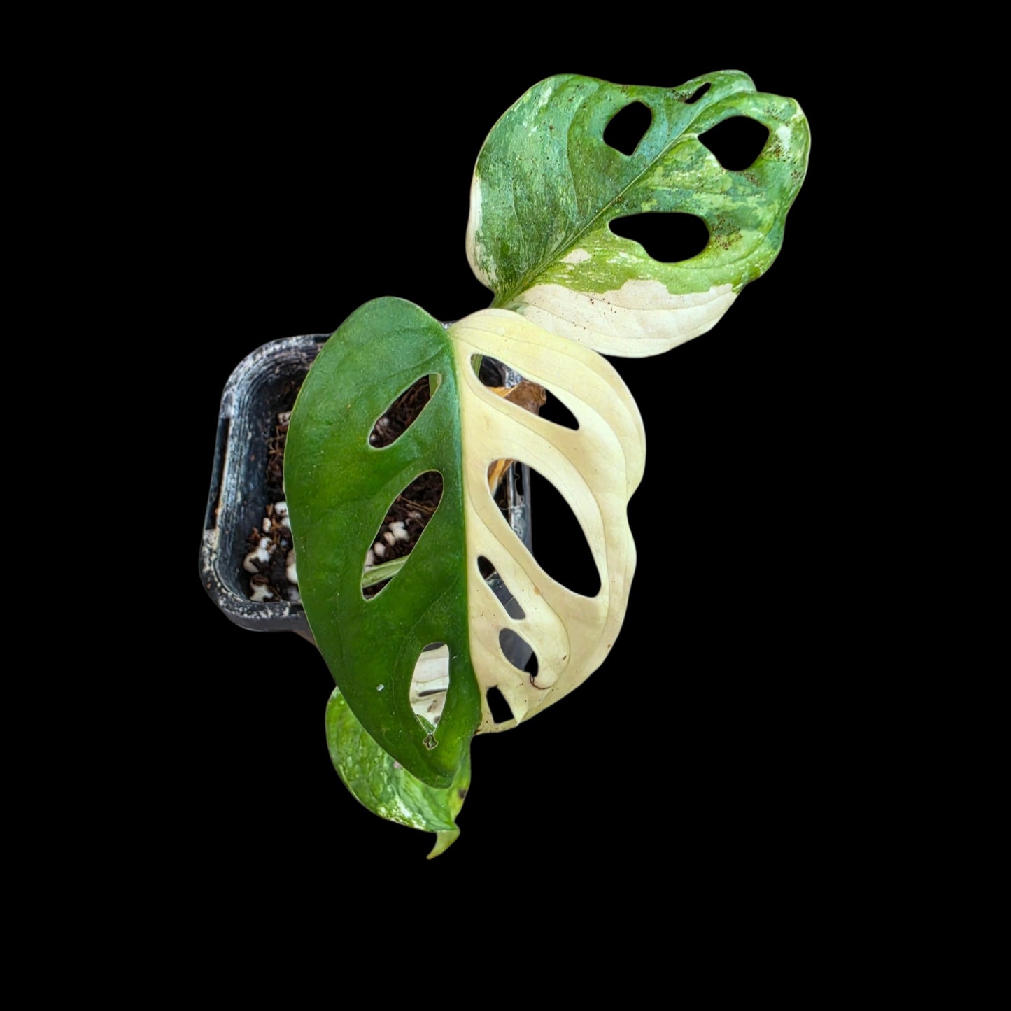 Plant Purge & Save