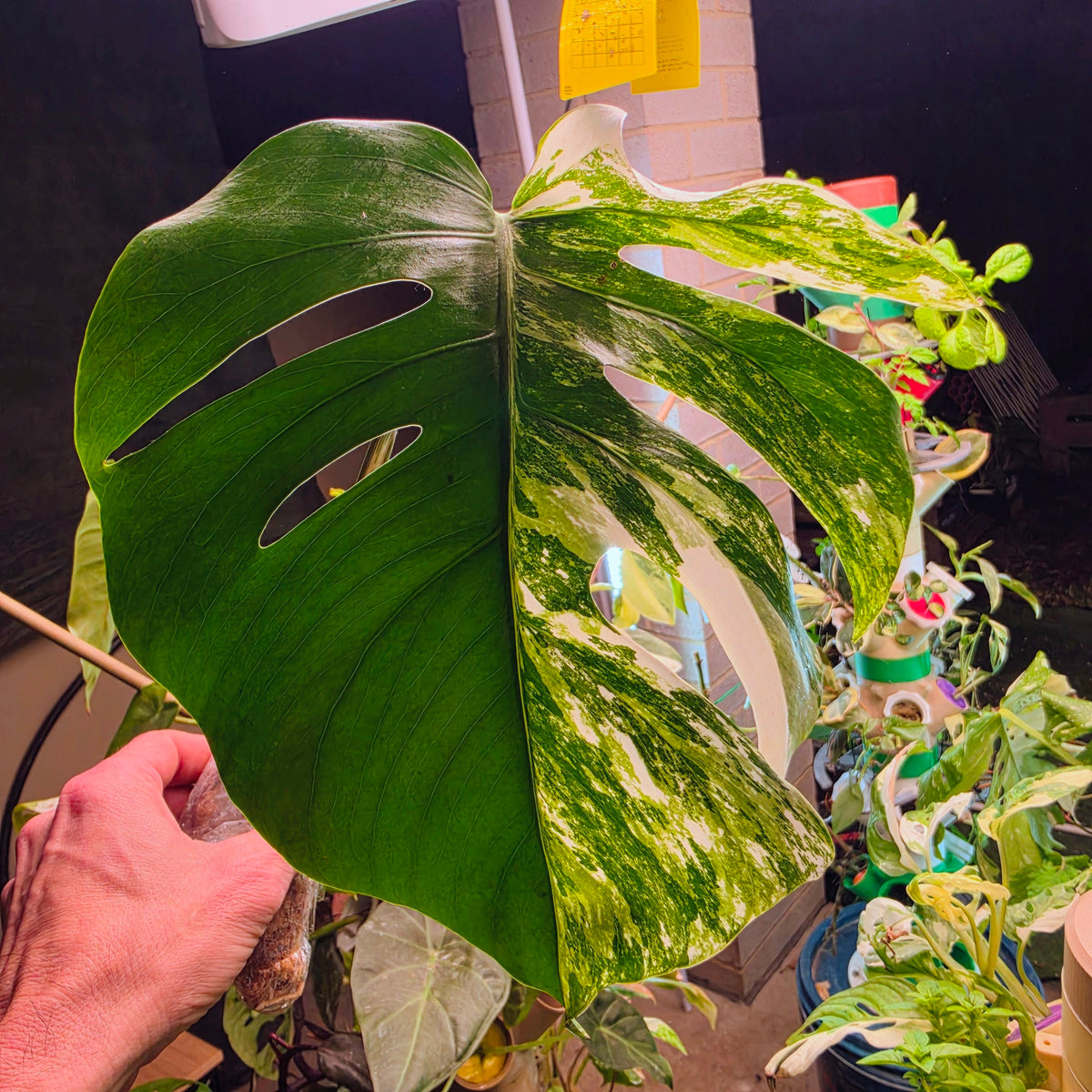 White Monster Monstera Albo Cutting #8