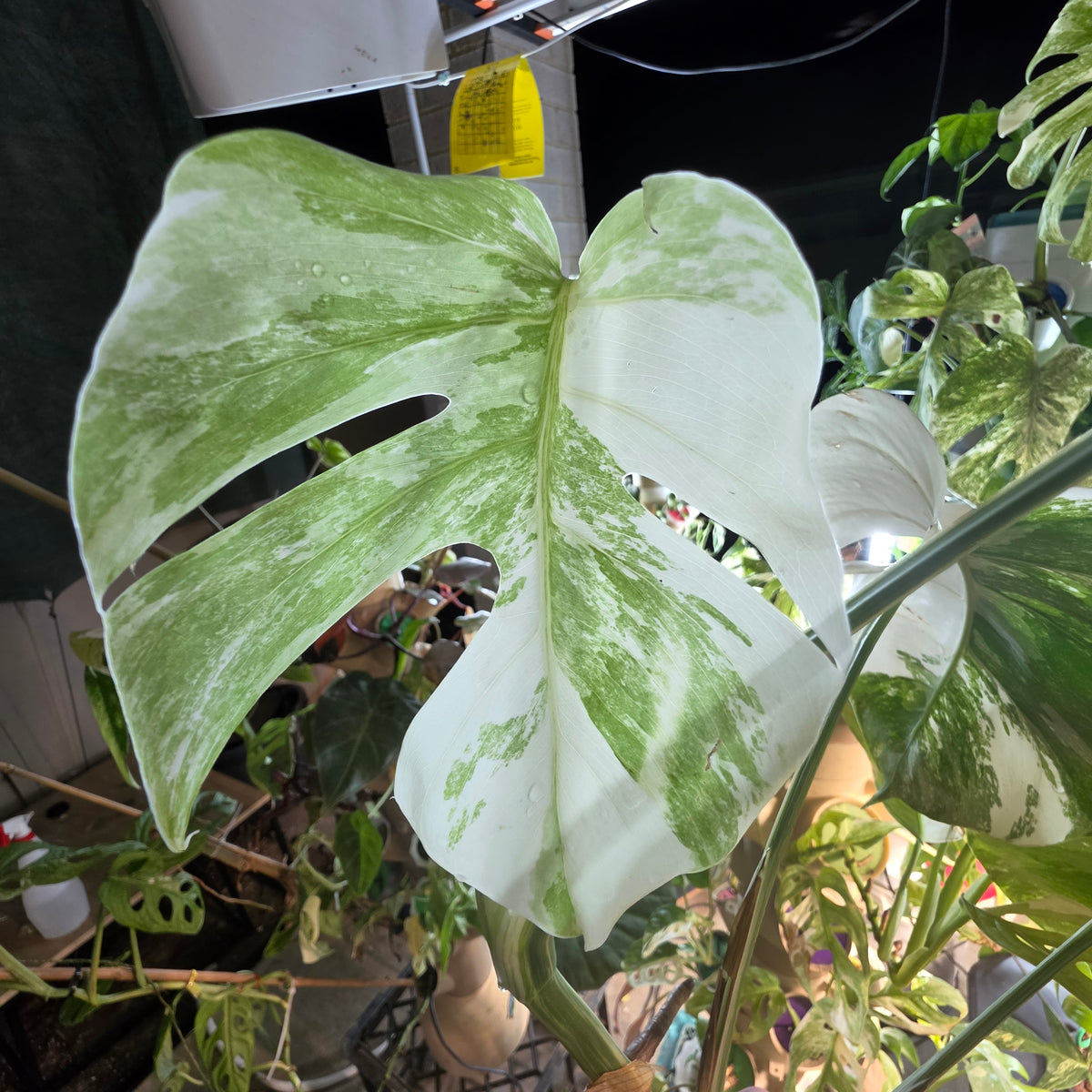 White Tiger PMM Monstera Albo Plant includes shipping!