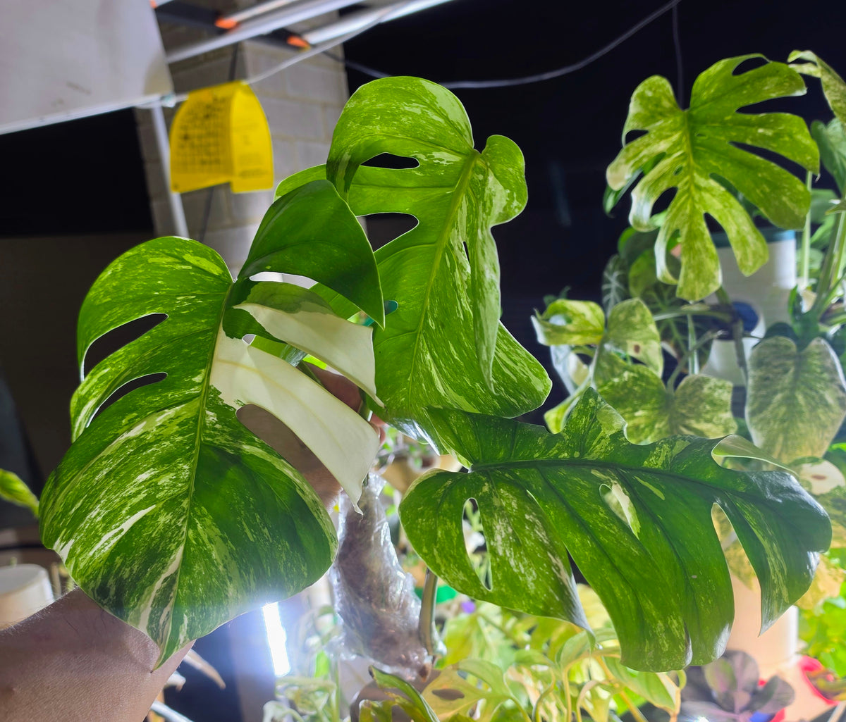 3 Leaf Monstera Albo Cutting with roots already growing!