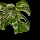 Professor Monstera Plants 3 Leaf Monstera Albo White Tiger Tip Genetics Cutting #4