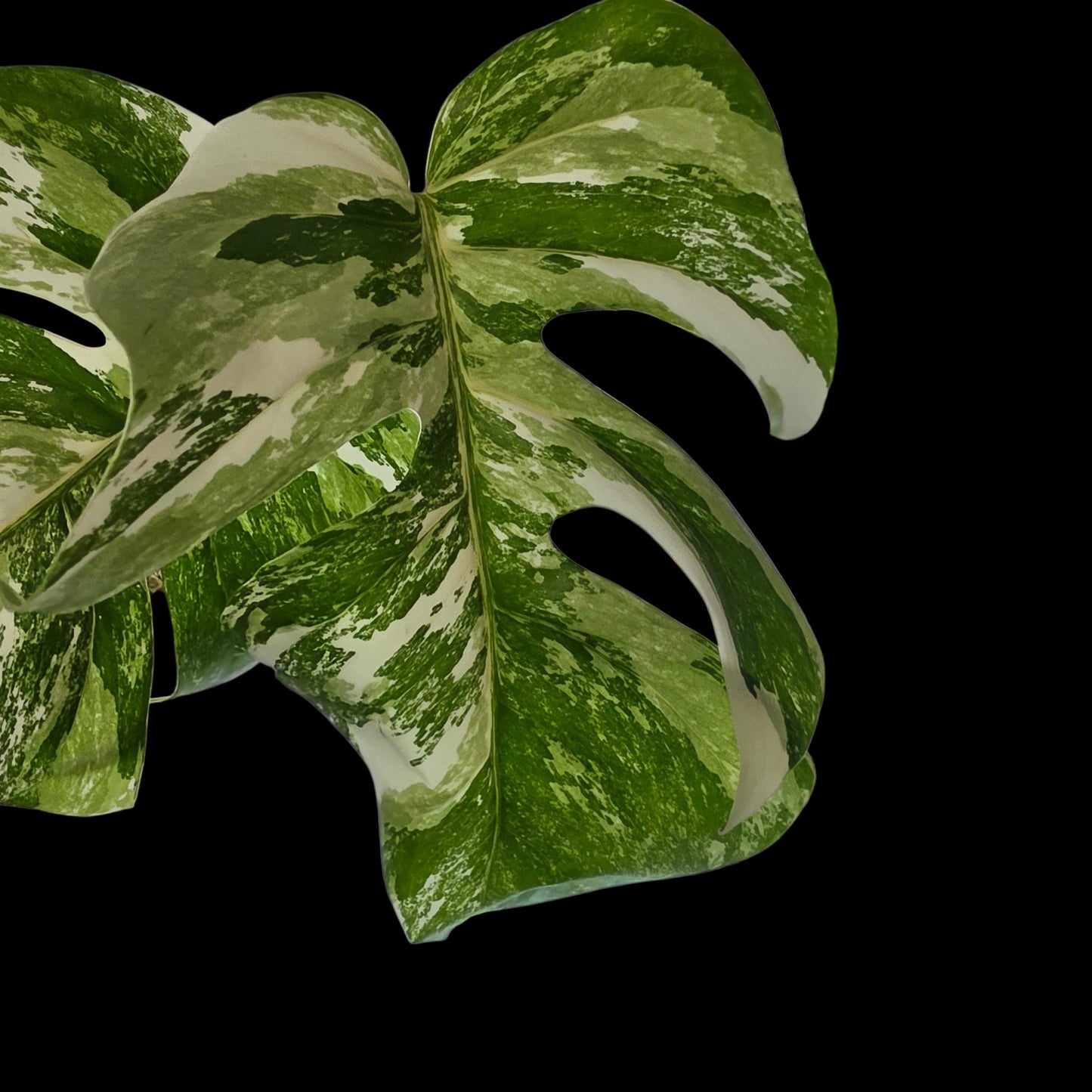 Professor Monstera Plants 3 Leaf Monstera Albo White Tiger Tip Genetics Cutting #4